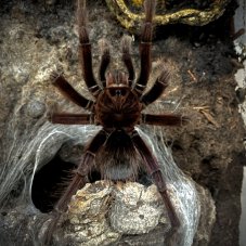 Theraphosa apophysis