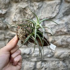 Tillandsia aeranthos - na kůře