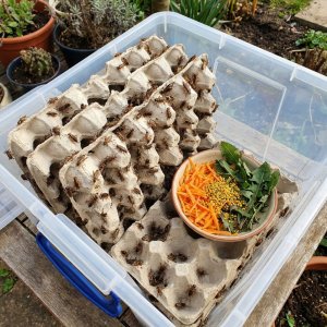 Pflege von Futterinsekten: So halten Sie Lebendfutter in perfektem Zustand