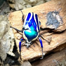 Dicronorhina derbyana conradsi - Japan blue