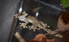 Uroplatus pietschmanni