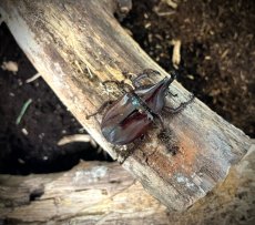 Xylotrupes gideon Sumatrensis