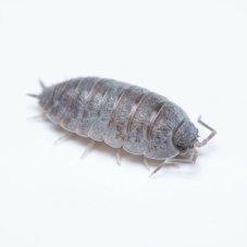 Porcellionides pruinosus