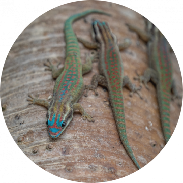 Phelsuma