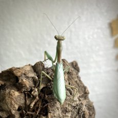 Tarachomantis sp. Madagaskar