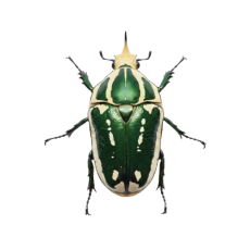 Mecynorhina torquata ugandensis - Green