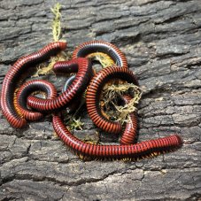 Aphistogoniulus hova