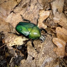 Dicronorhina derbyana oberthuri