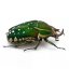 Chelorrhina polyphemus confluens - Varianta: L1