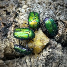 Potosia cuprea - Calabria