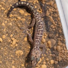 Oedura monilis