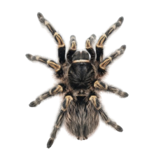 Grammostola pulchripes