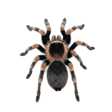 Brachypelma hamorii