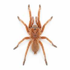 Orphnaecus philippinus