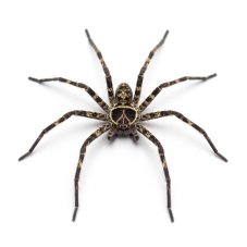 Heteropoda tetrica