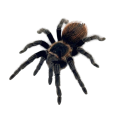 Tliltocatl vagans