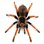 Megaphobema robustum