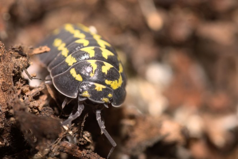Armadillidium gestroi