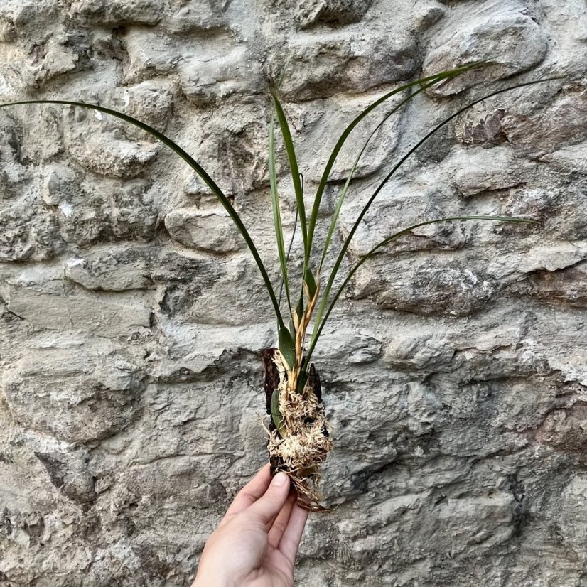 Maxillaria tenuifolia