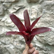 Neoregelia - Amazon