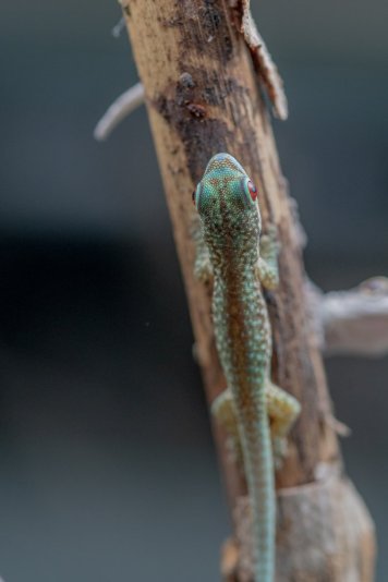 Phelsuma robertmertensi