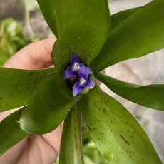 Neoregelia Narziss