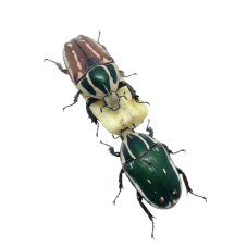 Mecynorhina torquata ugandensis - Green/Brown