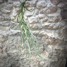 Tillandsia duratii