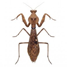 Tamolanica tamolana