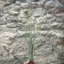 Tillandsia disticha