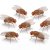 Octomilka malá - Drosophila melanogaster