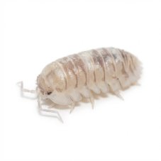 Armadillidium espanyoi