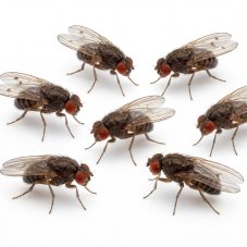 Octomilka velká - Drosophila hydei