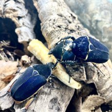 Mecynorhina torquata ugandensis - Blue/Black