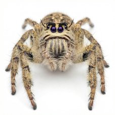 Hyllus diardi