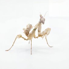 Idolomantis diabolica