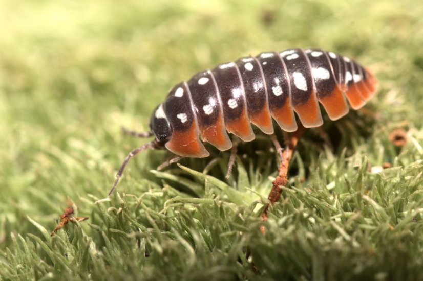 Armadillidium klugii