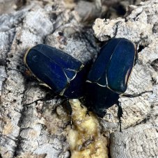 Mecynorhina torquata ugandensis - Blue/Black