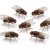 Octomilka velká - Drosophila hydei