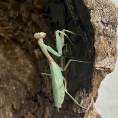 Tarachomantis sp. Madagaskar