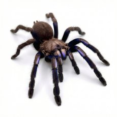 Chilobrachys natanicharum