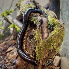 Alienostreptus bicoloripes