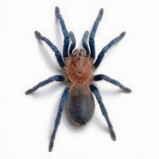 Holothele longipes