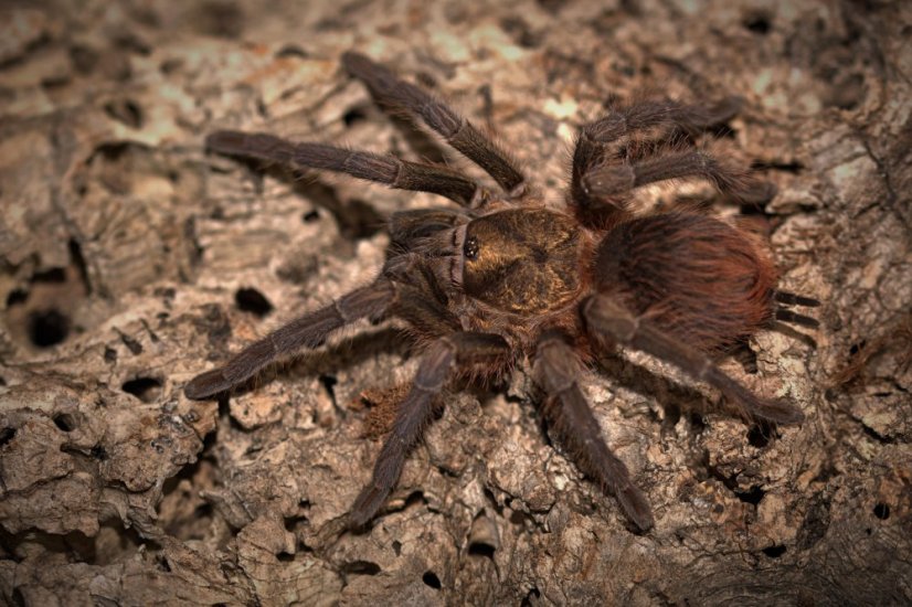 Phormictopus auratus