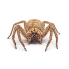 Heteropoda javana
