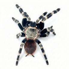 Vitalius chromatus