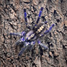 Poecilotheria metallica