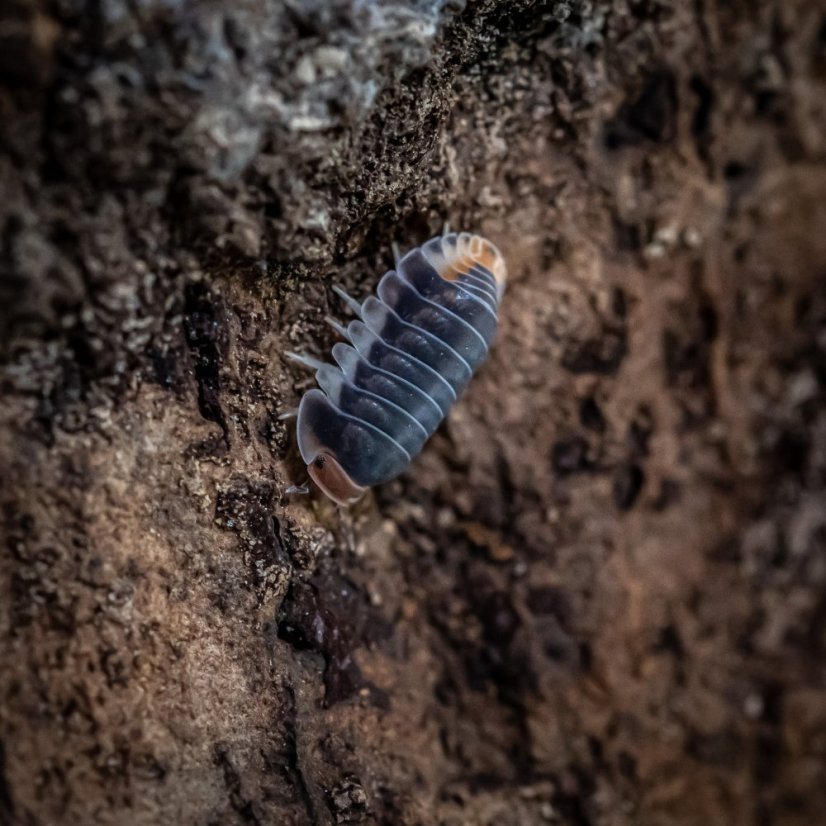Cubaris sp. Pak Chong