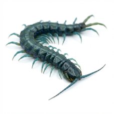 Ethmostigmus trigonopodus Blue