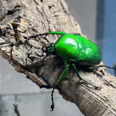 Dicronorhina micans